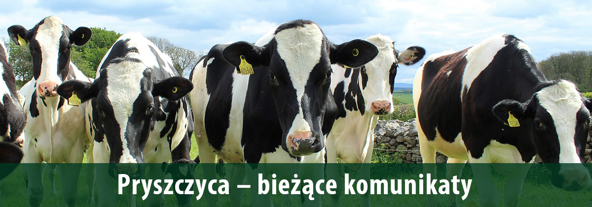 Pryszczyca komunikaty