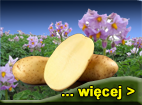 ziemniak