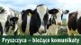 Pryszczyca komunikaty